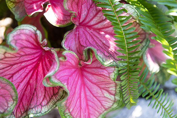 16 Aug 25 Audrey + Taino_NWong-53890